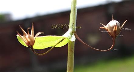  Ripe Capsule